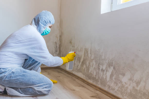 Licensed Basement Mold Removal service in Callao, VA - WQB Mold Removal