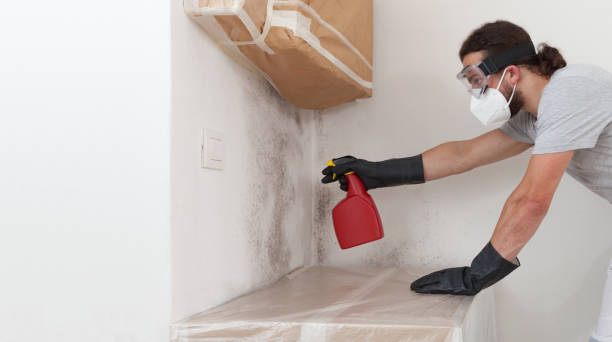Professional Basement Mold Removal technician working in Callao, VA