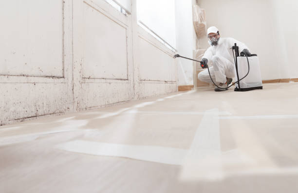 24/7 Emergency Basement Mold Removal experts in Callao, VA