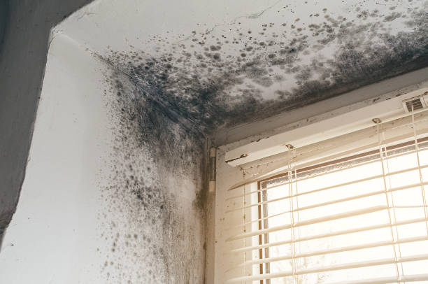 Affordable Basement Mold Removal solutions in Callao, VA