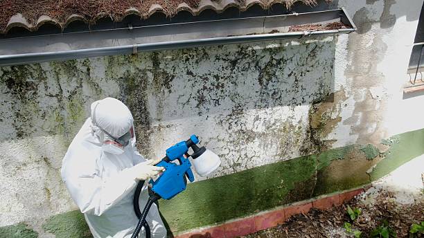 Top rated local Basement Mold Removal specialists in Callao, VA